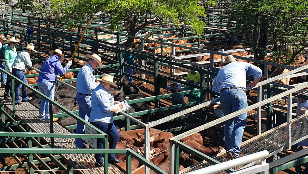 Angus weaner steers sell for 632c to return $1622/hd at Blackall