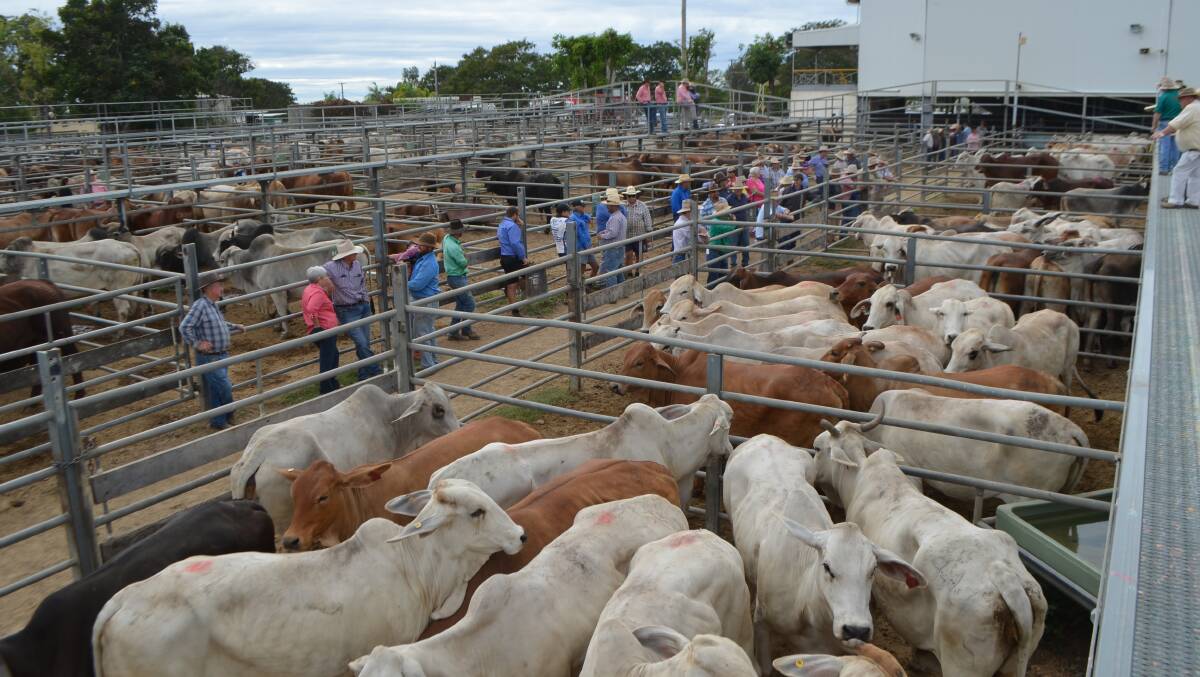 Heifers sell for 209.2c, av $791/hd at Charters Towers