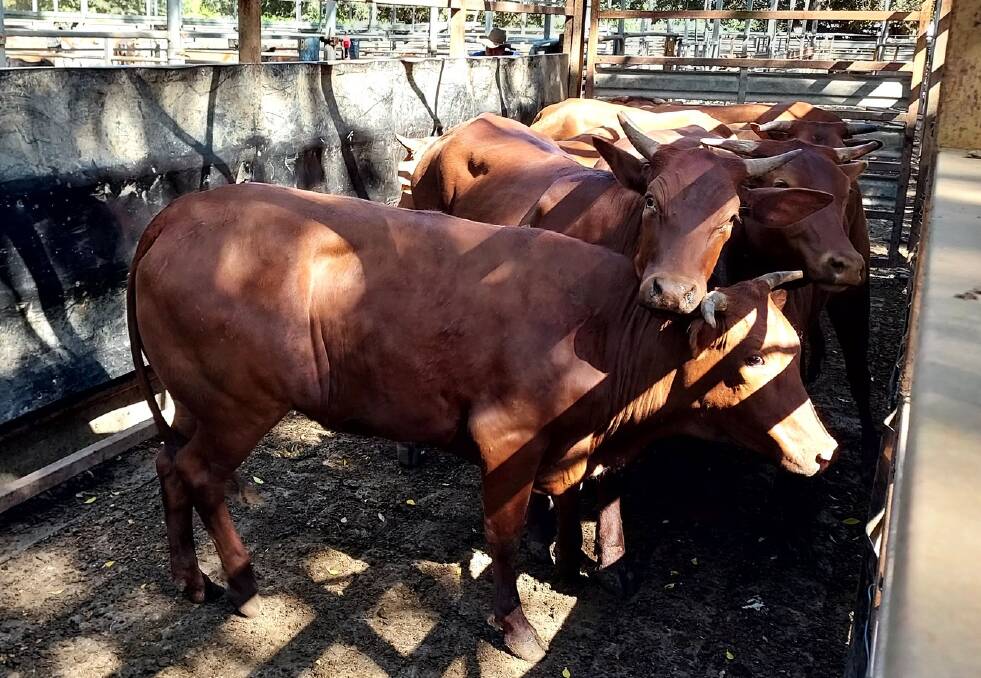 Top of the heifers weighing a/c Robinson & Jenkinson sold for 352.2c/kg.