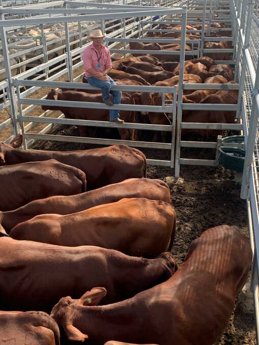  Adam Geddes, Elders, pictured with a pen of 88 Santa Gertrudis steers sold for 287c/kg, averaging 531kg.