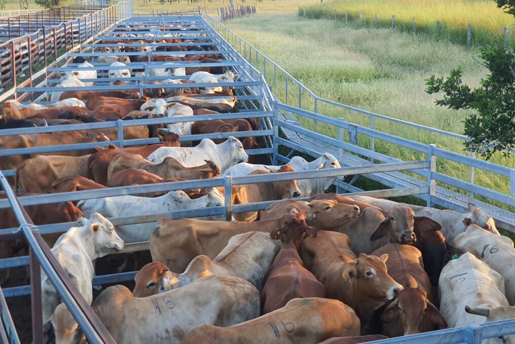 Monto Cattle & Country yarded 1600 head at their fortnightly fat and store sale with regular buying panel operating. 