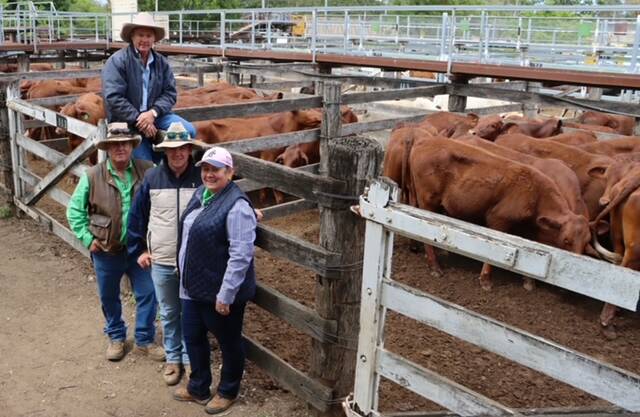 Agent Midge Thompson of Aussie Land & Livestock with vendors Scott and Jack Madigan and Margie Lee-Madigan, Broadmere, Nanango, with their 60 Santa Gertrudis steers, top 562c/kg. Picture: SBLX