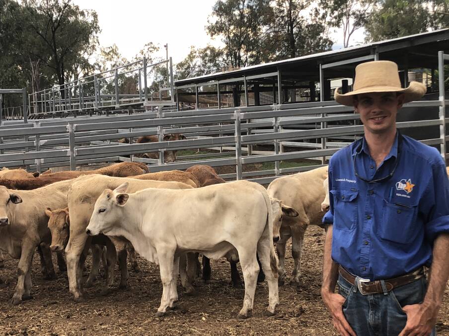 TopX North Burnett's Agent Cameron Bygrave, in front of some of TV & LB Haupt’s steers.   TV & LB Haupt had a line of 44 steers that sold to a top of 306c/kg to average 295c/kg and sold a line of 50 heifers to a top of 253c/kg to average 239c/kg.
