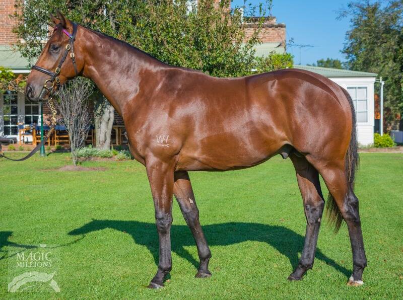 Longreach winner Bollente, who has now won four of his past five starts in western Queensland, pictured as yearling when he sold for $100,000 at the 2017 Magic Millions National yearling sale. Picture: Magic Millions
