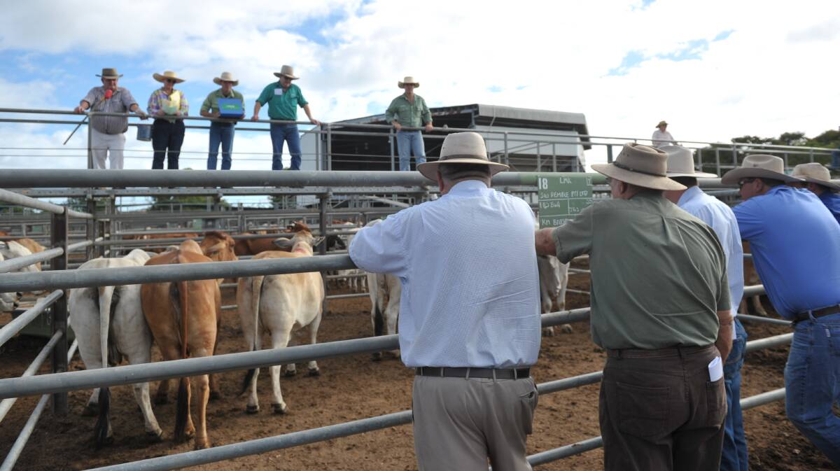 Weaner steers make 636c/$915 at Charters Towers