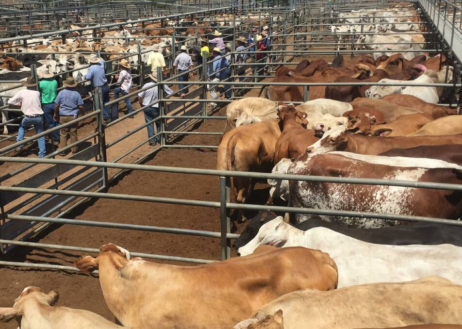 Prices ease at Charters Towers