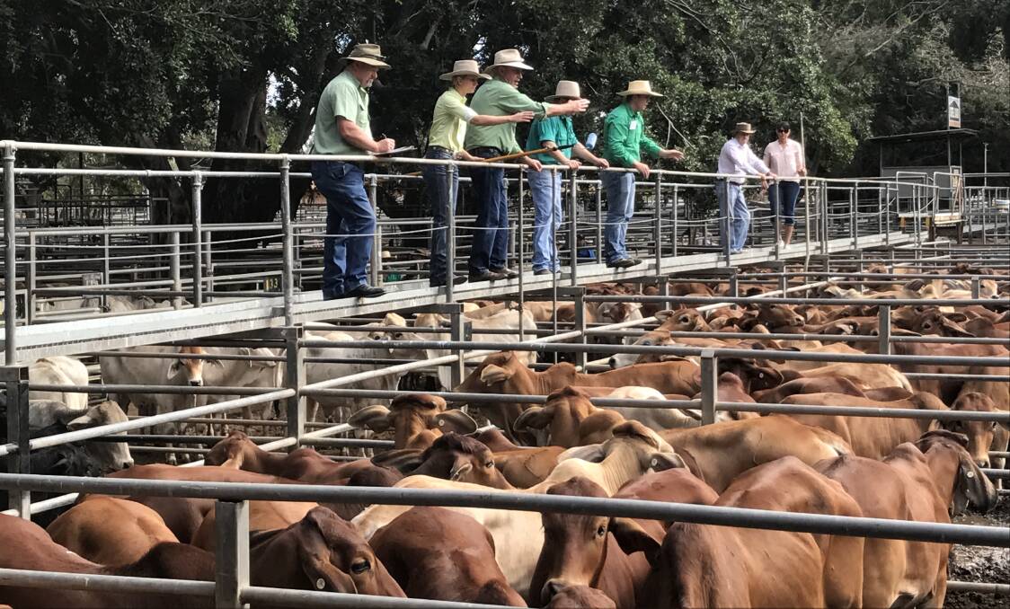 Steers sell to top of 268c at Mareeba