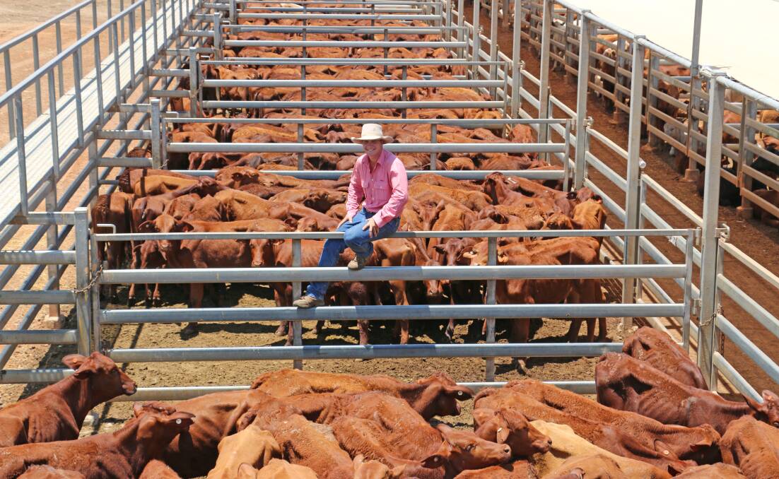 Nat Currie, Elders Blackall with the Enniskillen Pastoral Co Santa heifers. The heifers sold to an impressive 330c/kg, reaching a top of $513 to average $443. 