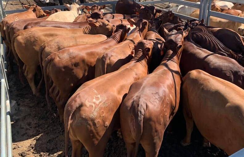 Cows break saleyard record, reaching 306c at Nebo