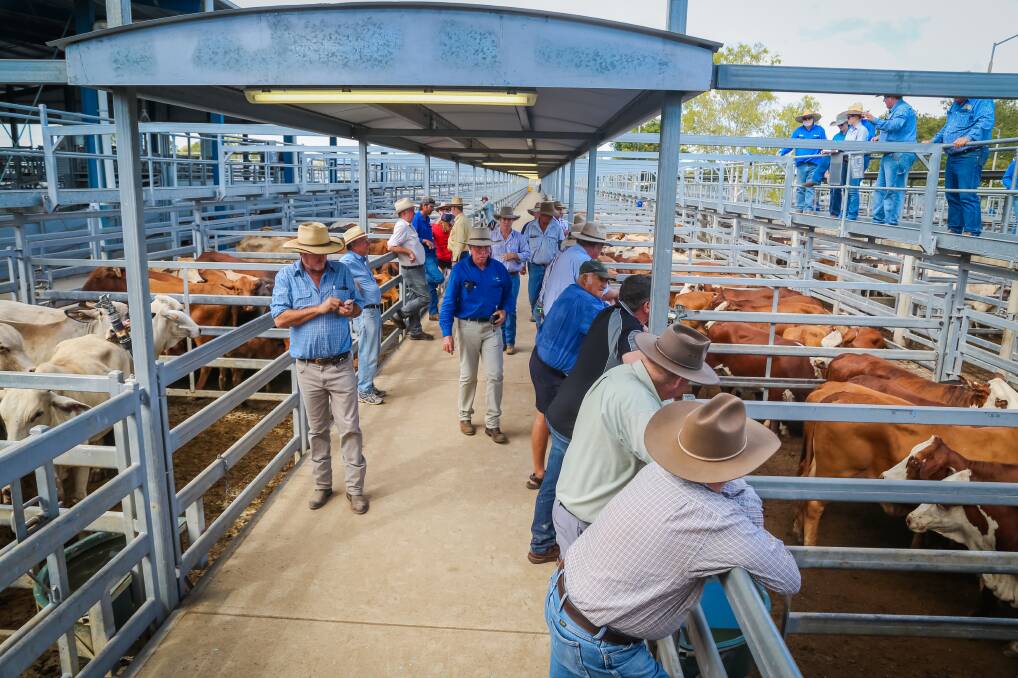Cattle were drawn from as far west as Alpha, north to Collinsville, Nebo, Mackay and  south to the Boyne Valley and Biloela.