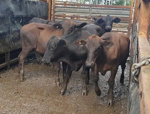 The equal top steer price was achieved by Verri Pastoral with these 227kg steers selling for 456.2c/kg.