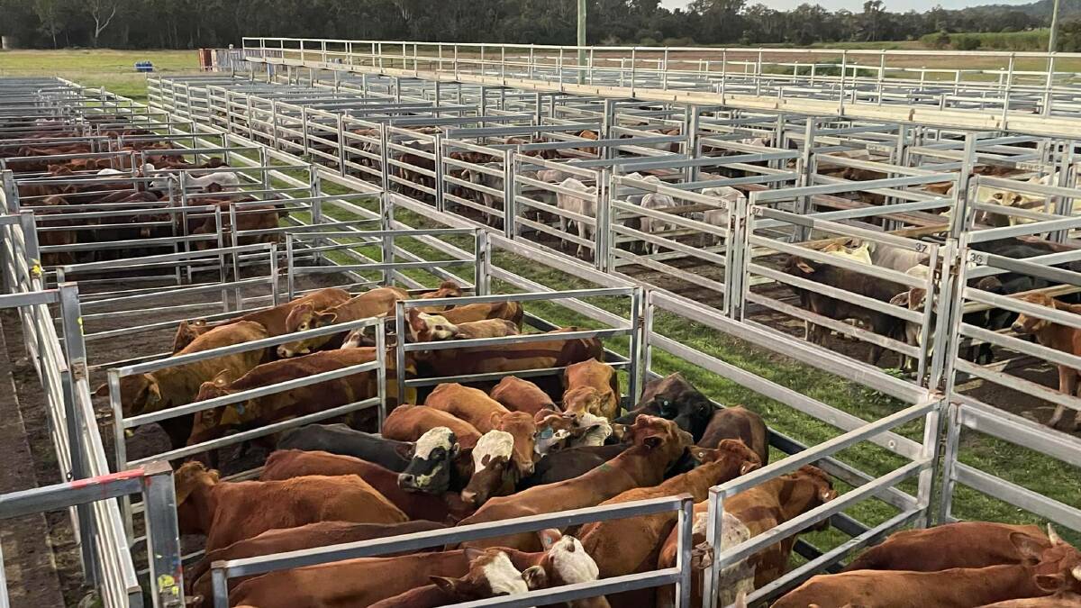 Quality cattle hold value at Sarina