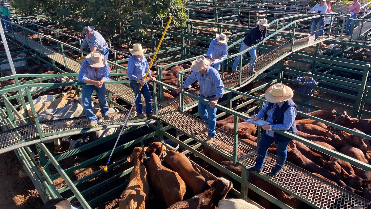 Weaner steers reach 496c, heifers 426 at Blackall