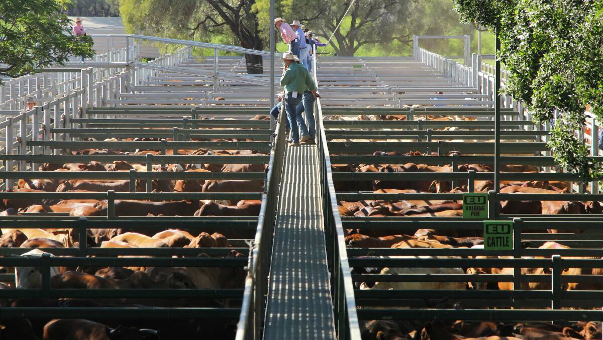 EU steers sell for 284c/$430 at Blackall