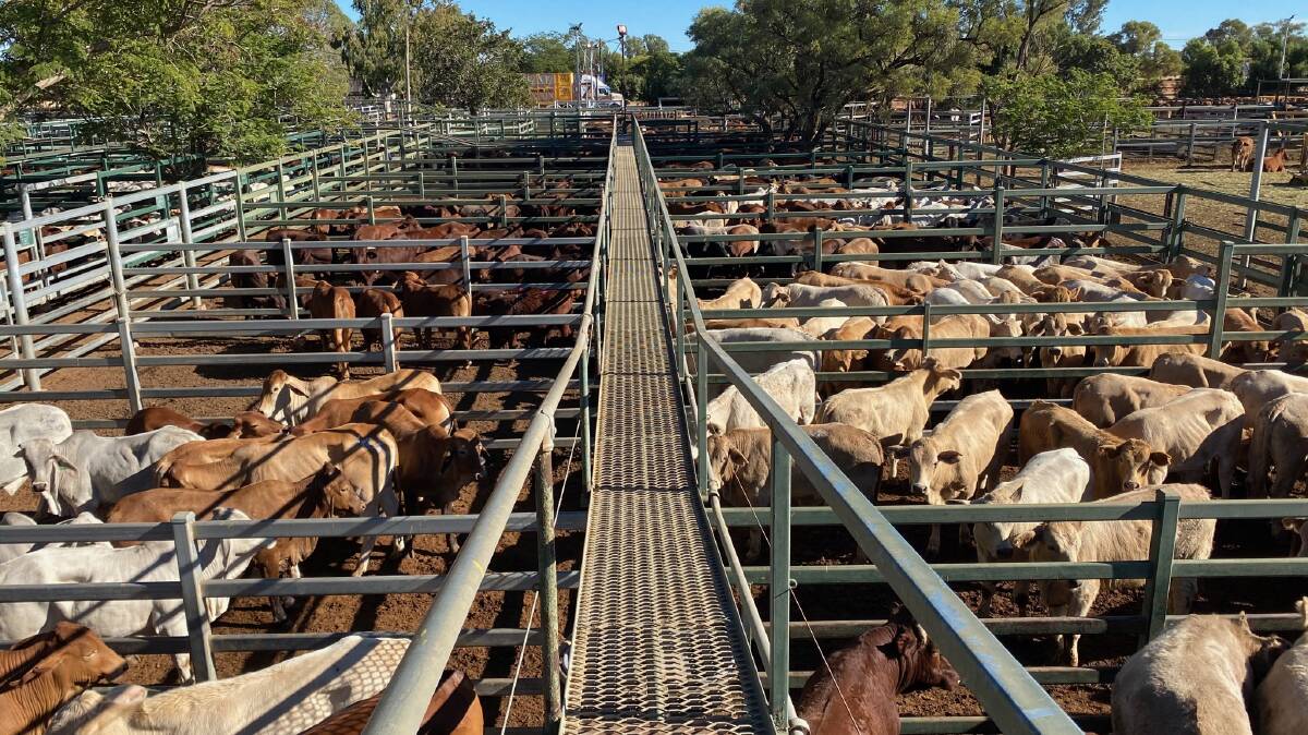 Angus cross weaner heifers for 670c/$1380 at Blackall
