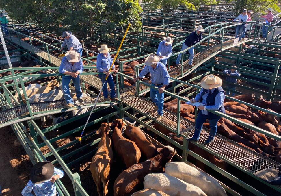 Weaner heifers hit 512c, average 401, at Blackall