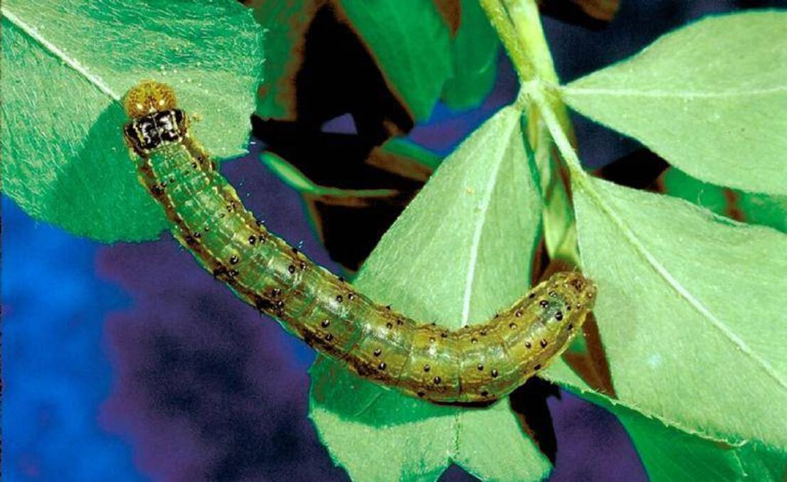 Since being found in Cape York this January the fall armyworm has made its way over to WA and down the length of Queensland into NSW.