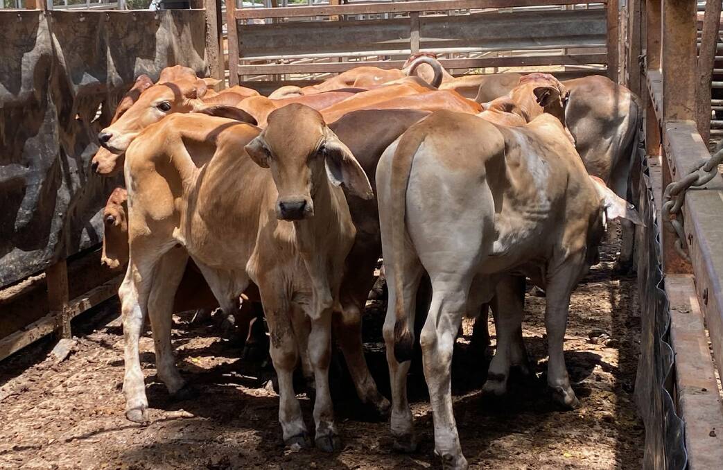 Yearling steers a/c J and P Gordon weighing 185kg sold for 568.2c/kg to return $1053.34/hd. Picture by Mareeba Saleyards