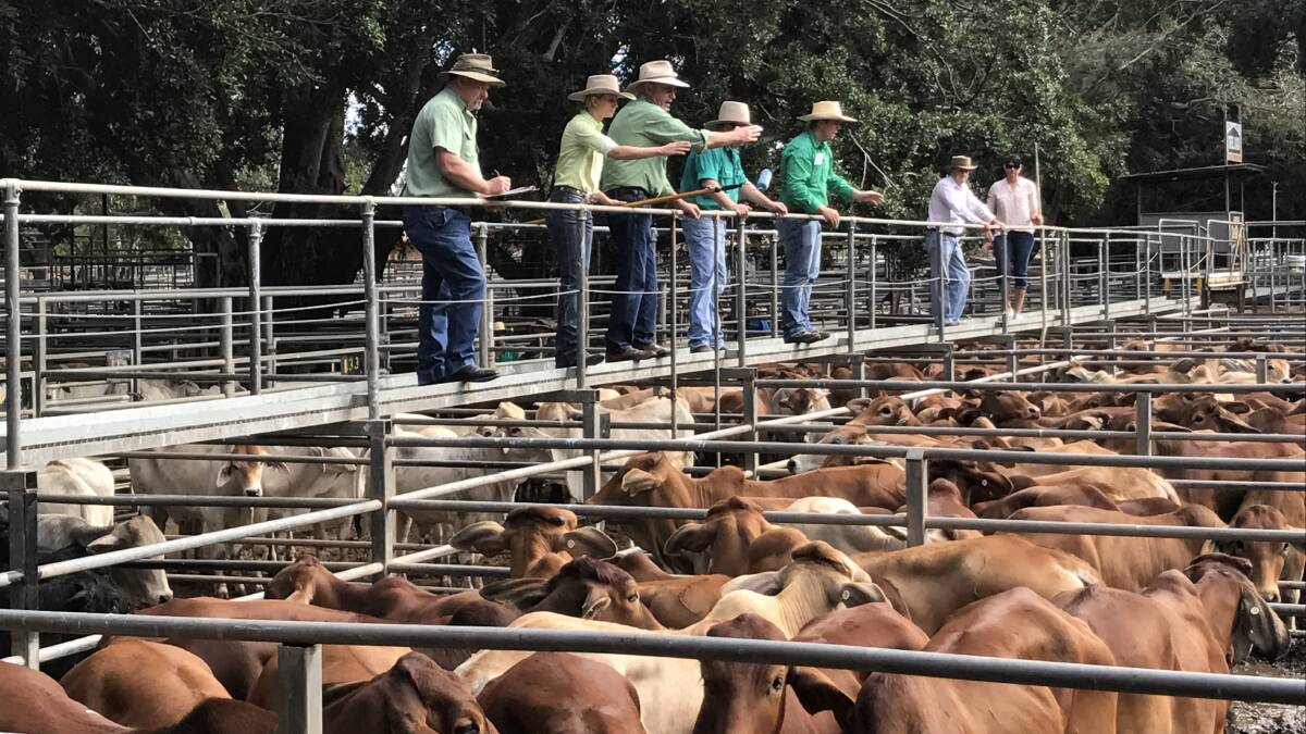 Trade steers sell to 247c at Mareeba