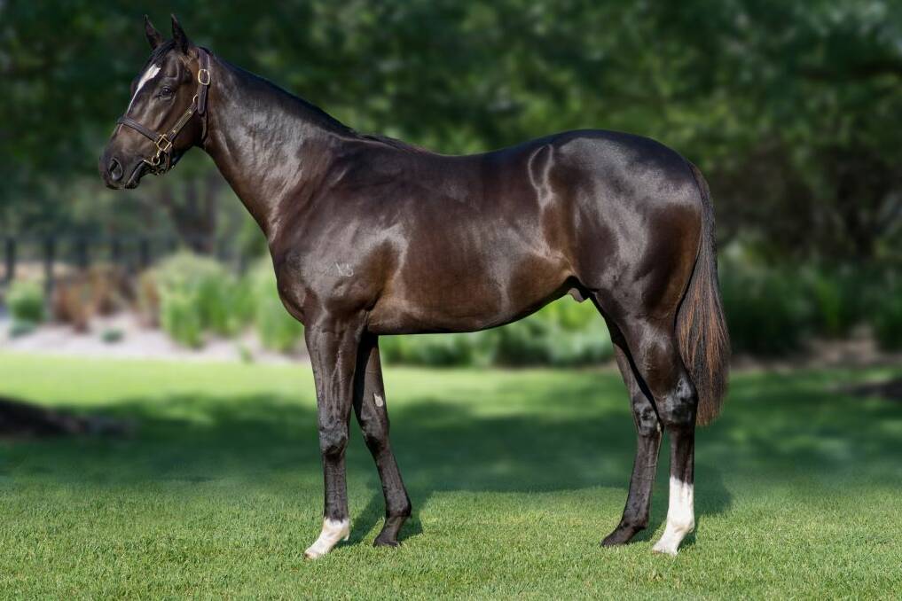 Top price yearling at the 2020 Inglis Premier Yearling Sale in Melbourne was a Snitzel/Jestajingle colt sold for $725,000 to Queensland buyer Aquis Farm, Canungra. Picture: Inglis 