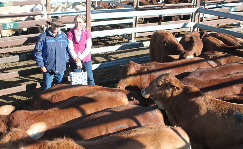 Champion pen of steers overall was awarded to Darren and Renee Keitley, Glassfordvale, with a quality pen of 265kg Droughtmaster steers selling to Wilpeena for $710 at Montos annual store cattle show and sale.