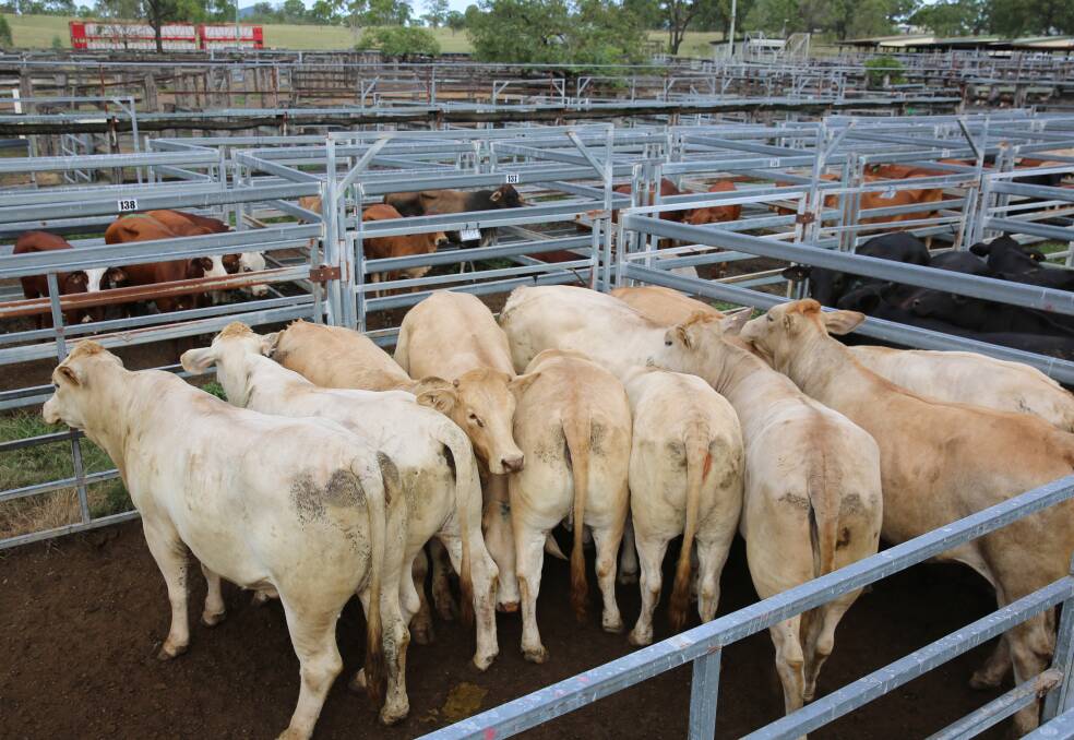 Bullocks sell to 267c/kg at Biggenden​