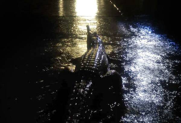 Crocodiles have been spotted in Townsville's streets and the water is teeming with snakes.