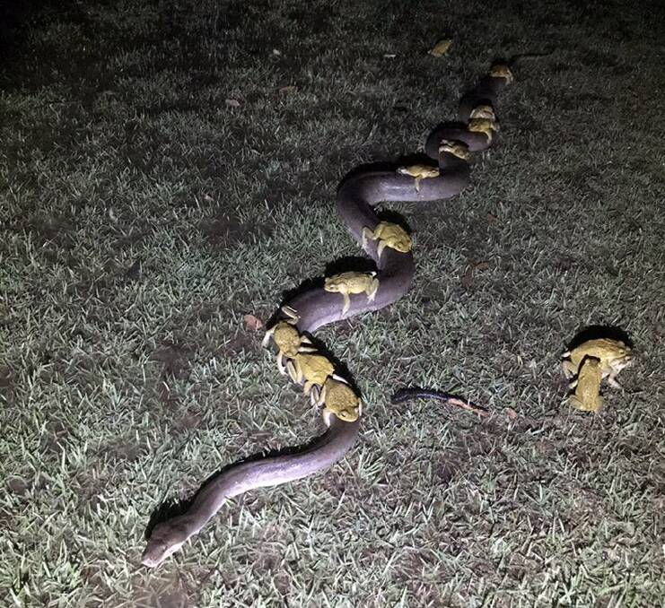 Monty the python carrying cane toads on its back in Kununurra in WA's Kimberley region. Photo: Paul Mock