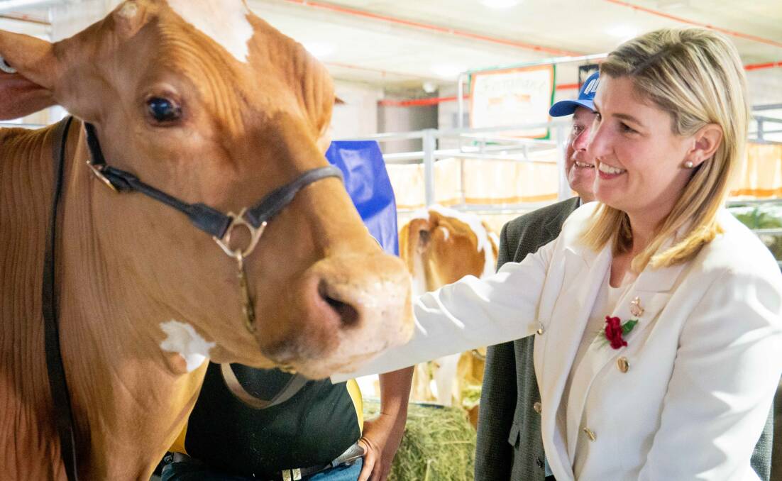 GO LOCAL: Small business minister Shannon Fentiman gets up close and personal with a dairy cow for the project launch at Ekka.