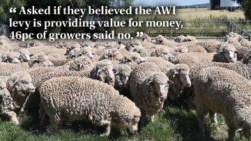 ACM Agri's WoolPoll survey results have shown the majority of growers do not want to increase the wool levy rate, however, there is strong support for better marketing. 
