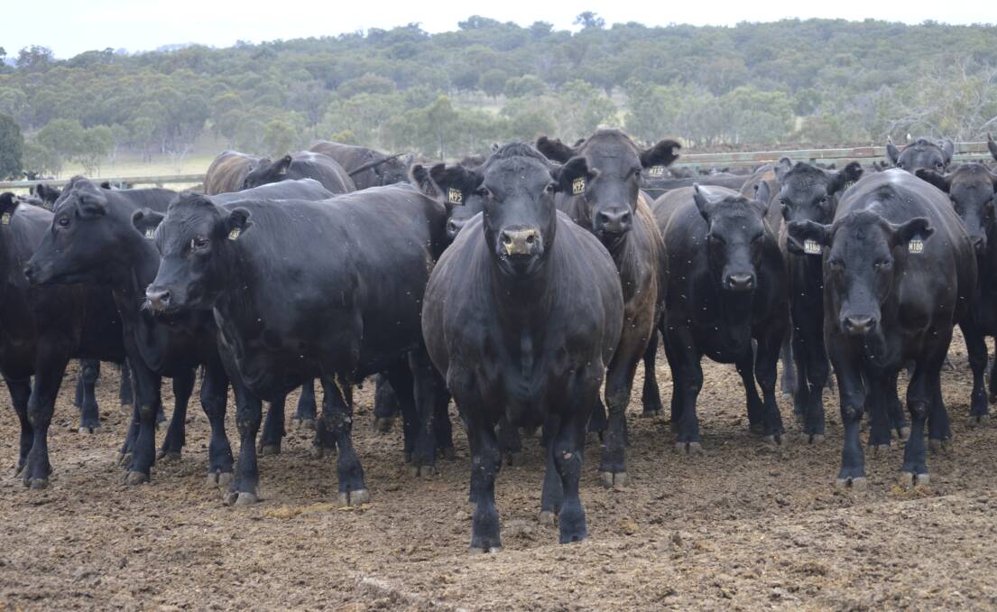BREED EVOLUTION: The style of Angus cattle produced has changed dramatically over 100 years.