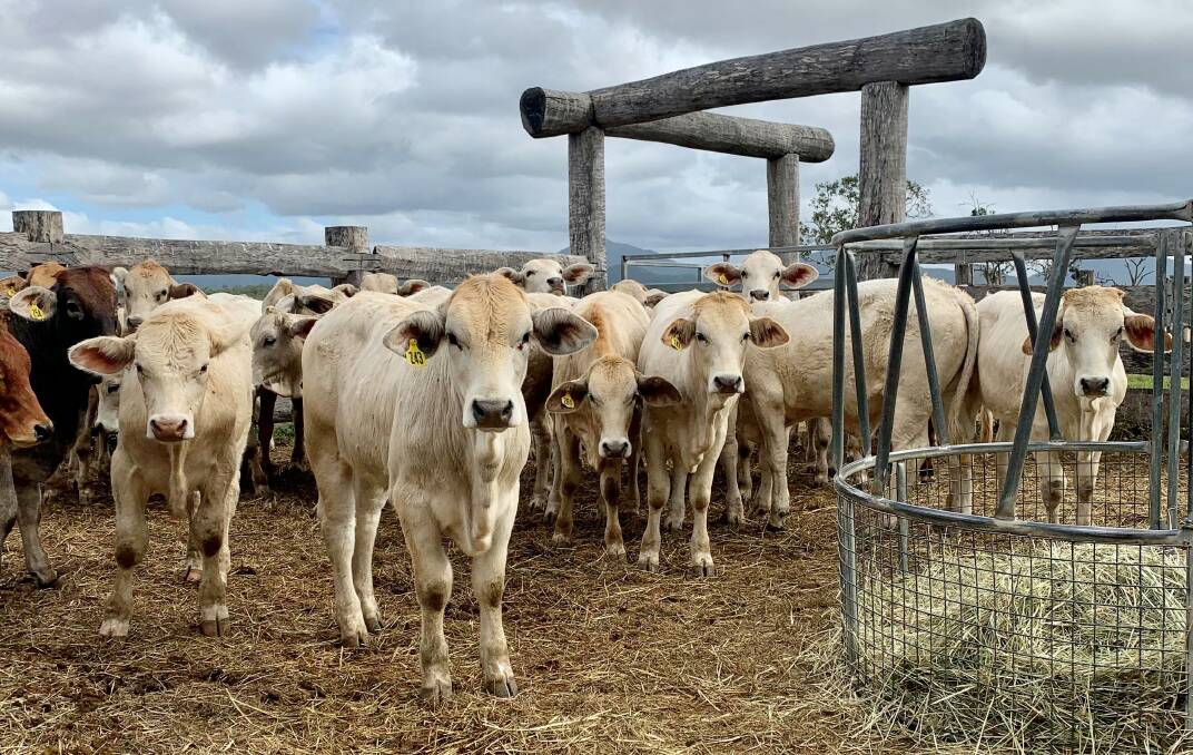 Heifers bred by Jodie Ferdinand using Kandanga Valley Stud genetics.
