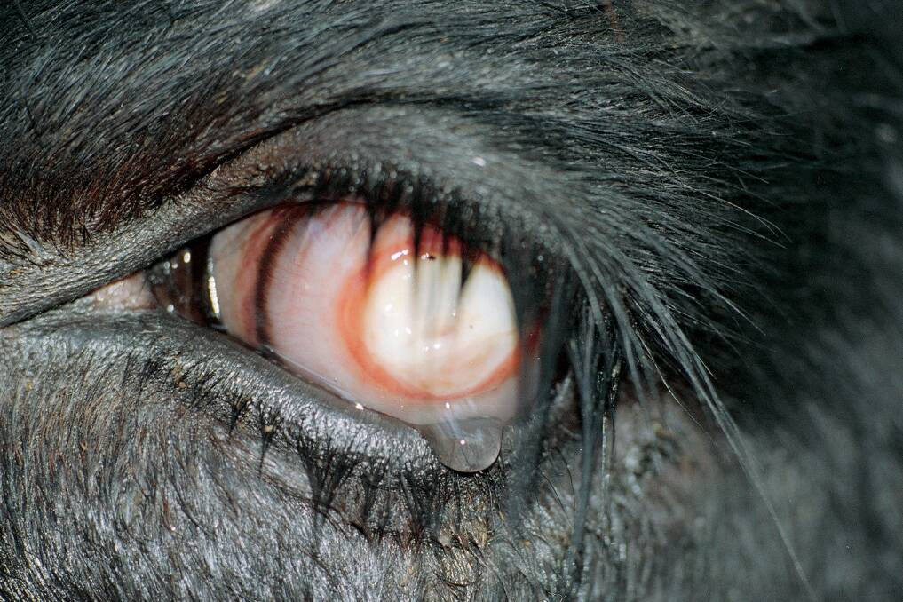 Painful: Pinkeye is a painful condition that if left untreated can render cattle blind.