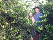 AFTER AFFECTS: Good quality water had an almost immediate effect on the lime trees at Phillisa Limes which is now consistently producing four times the amount of produce it was. Phil and Lisa Oliver in their lime orchard, 2017.