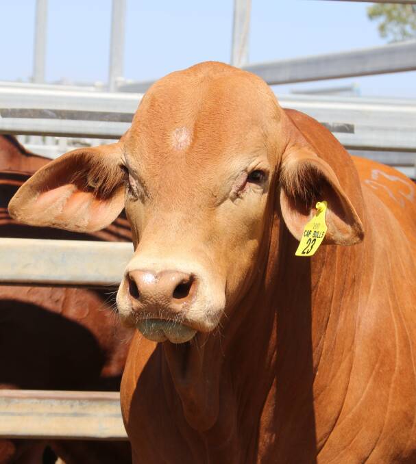 Second top price bull $13,500 poll sire Glenavon Toronto purchased by Munda Reds, Gin Gin, Western Australia
