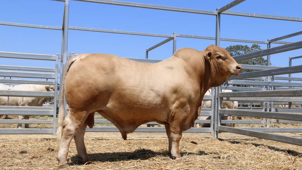 The $24,000 top price bull at the 40th Anniversary Charbray National Sale, Marlegoo Leo (P) from Cherie Gooding and family, Biloela who sold to George and Cathy Hoare, Braylyn Charbrays, Rockview, Bluff. Picture: Julie Sheehan.
