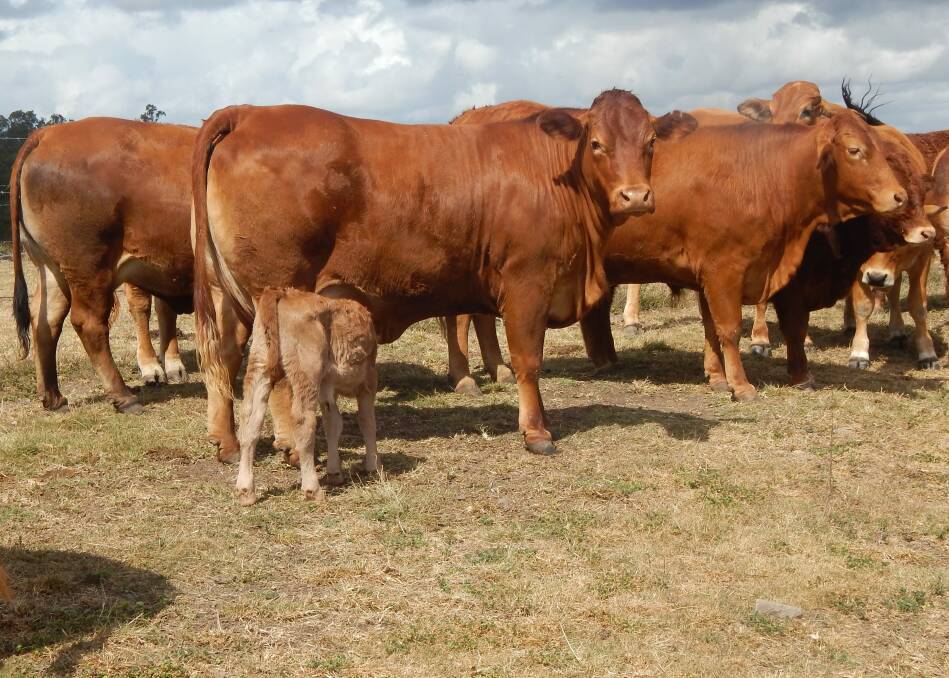 Malcolm Beresford, Bonyvilla, Biggenden, says breeders should be congratulated for a major improvement in the temperament of Limousin cattle.    