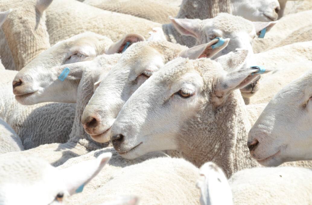 OFF THE BOIL: Lamb prices have come off the boil as coronavirus casts its shadow across key export sheepmeat markets. 
