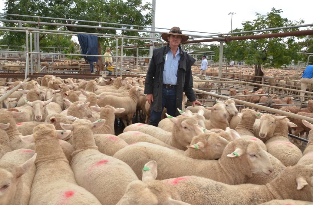 TOP REWARDS: Mick Jones from Richardson and Sinclair with a pen of heavy lambs offered by David Freeth, Greentree, Collie, which fetched $275 at Dubbo this week. 