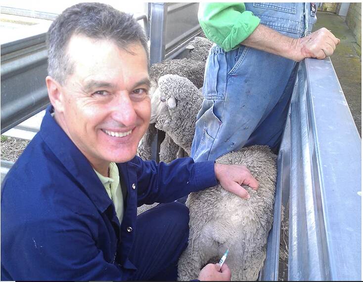 THE HOLY GRAIL: Dr Tony Vuocolo needles a sheep with a prototype vaccine against flystrike. A commercial and effective blowfly vaccine is the Merino industry's holy grail. 
