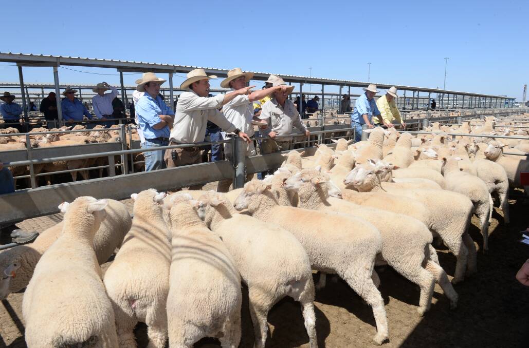 HOT BIDDING: Lamb and mutton sheep numbers flowing into key saleyards like Forbes in Central West NSW are expected to tighten in coming weeks which would add more pressure on prices. 