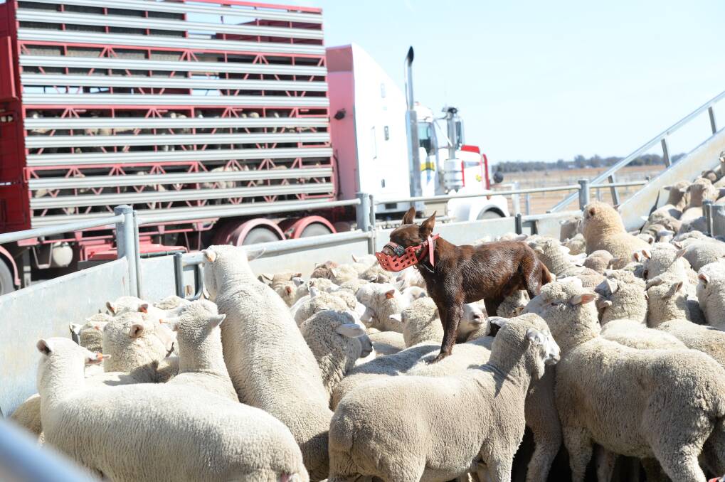 STAYING ON TOP: With the flush of new-season lambs onto the market, producers are now watching to see if the current high prices will be affected. Picture by RACHAEL WEBB. 