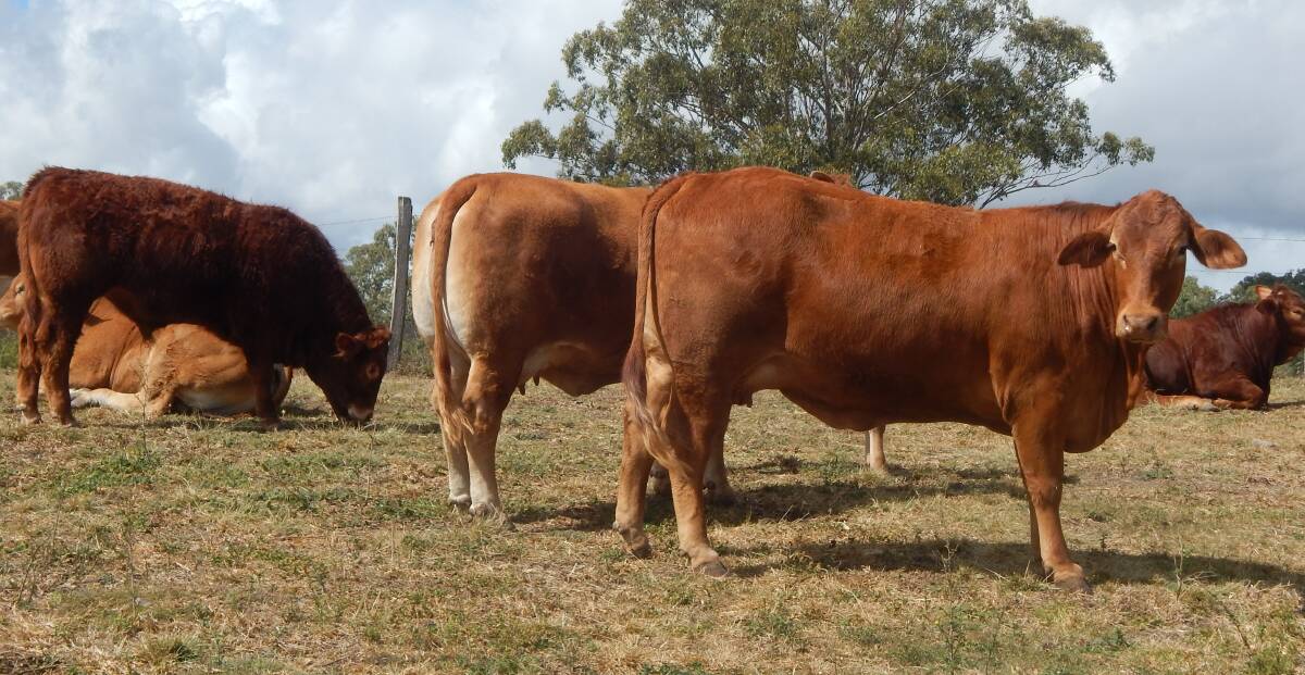 Mick O'Sullivan, president of the Australian Limousin Breeders Society, says Limousin cows are proving excellent mothers.   