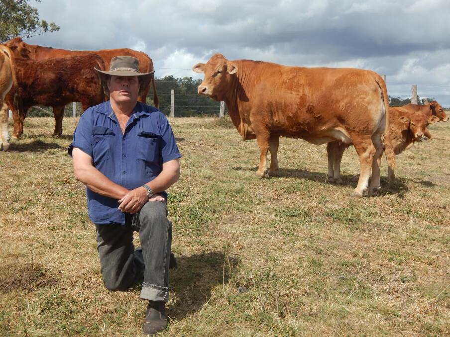 Malcolm Beresford, Bonyvilla, Biggenden, says as soon as the first Limousin cross calves hit the ground he knew Limousins were more than just a terminal beef breed.   