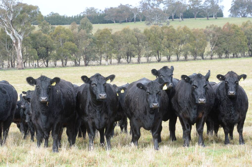 BENCHMARKING FOR PROGRESS: The Angus Sire Benchmarking Program has notched up 10 years.   