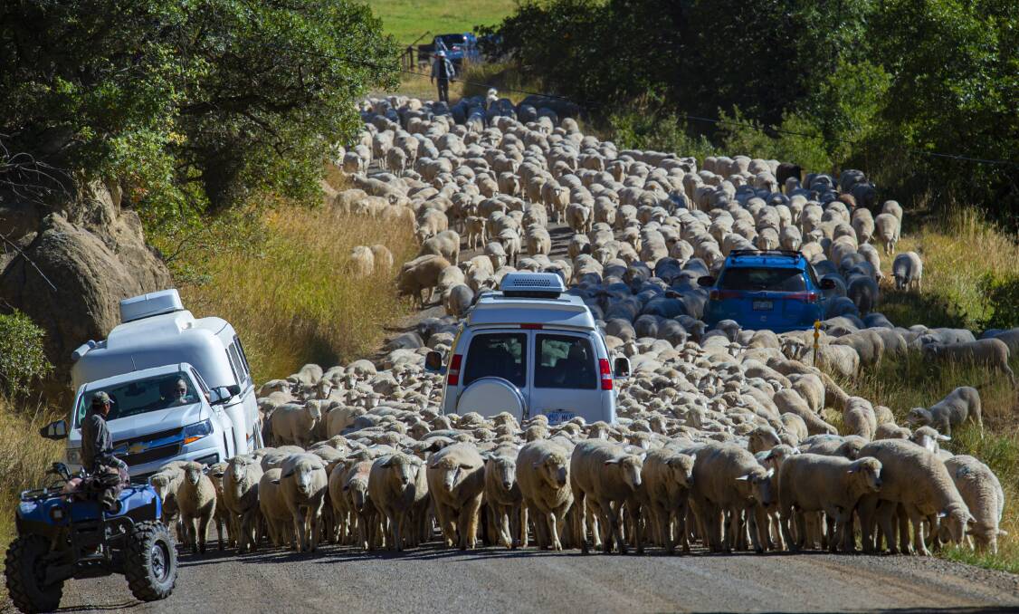 ROCKY MOUNTAIN HIGH: A mob of sheep causes traffic problems on a Colorado road in the United States. 