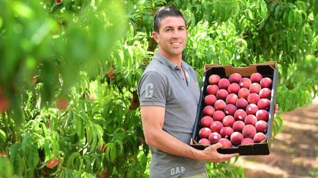 SUCCESS STORY: Large-scale Victorian stone fruit grower, Gaethan Cutri, used the Farmers2Founders program to explore his idea for an app to track the efficiency of fruit pickers. 
