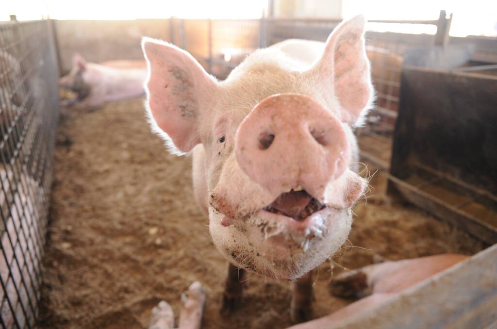 A SQUEALING MATTER: Between 150 and 200 million pigs have been affected by African swine fever in China.   