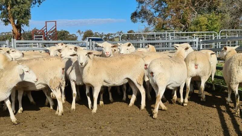 A total of 98 ewes were offered at the Kaaroona stud dispersal, fetching an average of $555. 