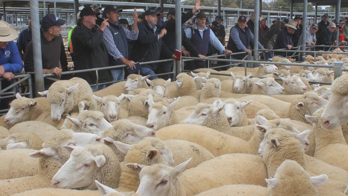 Heavy lamb prices ease, falling below 2020 levels
